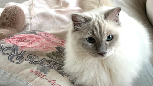 It’s not Weird. It’s Wonderful. aka ‘Why We Cats Do The Things We Do’