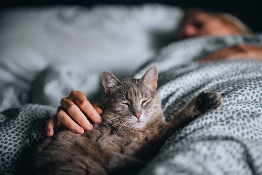 Paws at Play. The Art of Playing with Cats
