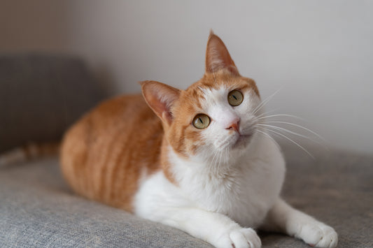 The Importance of Early Detection of Joint Stiffness: Monitoring Your Cat’s Mobility