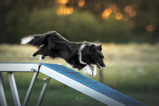 Top 10 dog breeds for agility - Which breeds are fastest and easiest to train