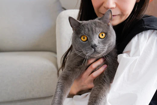 6 signs your cat needs a joint supplement - Senior cat health