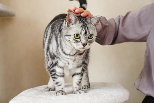 7 ways to support your senior cat’s joint health | Keep your cat active
