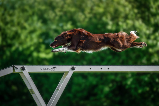 4 ways to support healthy joints in canine athletes | Dog sports