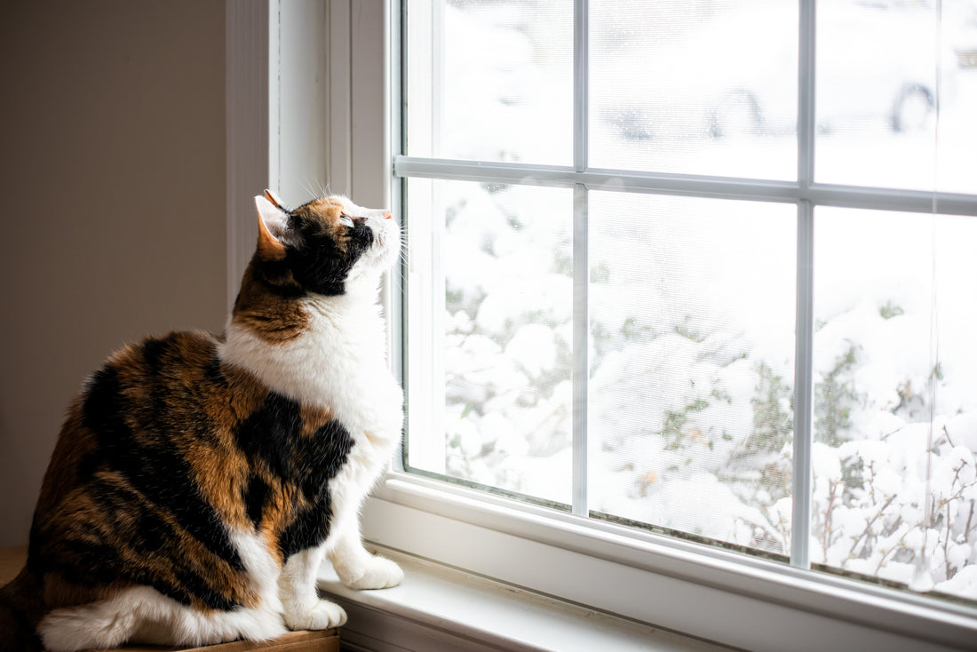 Why is my cat’s skin dry & flaky in winter? 5 cold weather tips for feline skin health