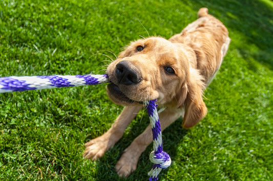 Exploring the Magic of Playtime with Your Canine Companion!