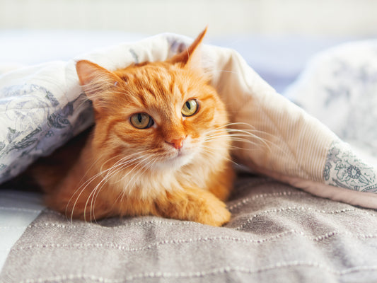 Understanding Joint Health in Your Cat: What To Look Out For As They Age