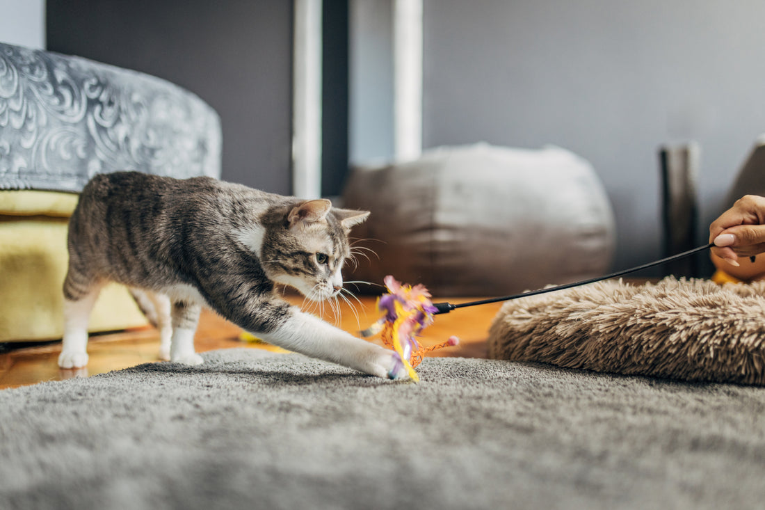 The Importance of Exercise for Joint Health: Keeping Your Cat Active and Agile