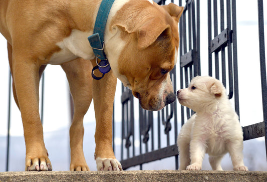 From Tiny Tails to Palm Sized Paws:  Which dog breeds have the greatest growth spurts?